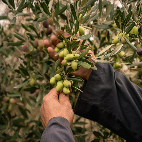 Huile d'Olive Noor Fès Box 5L - INTENSE