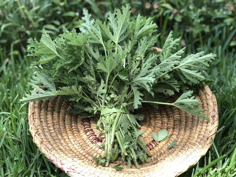 Geranium rosat bio - Botte